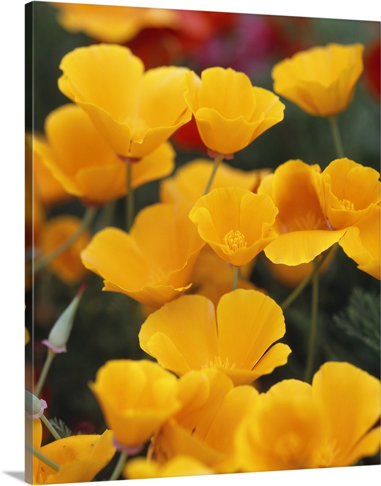 Vertical, close up photograph of a grouping of golden poppies on a slightly blurred background, blooming in a field on Fid...