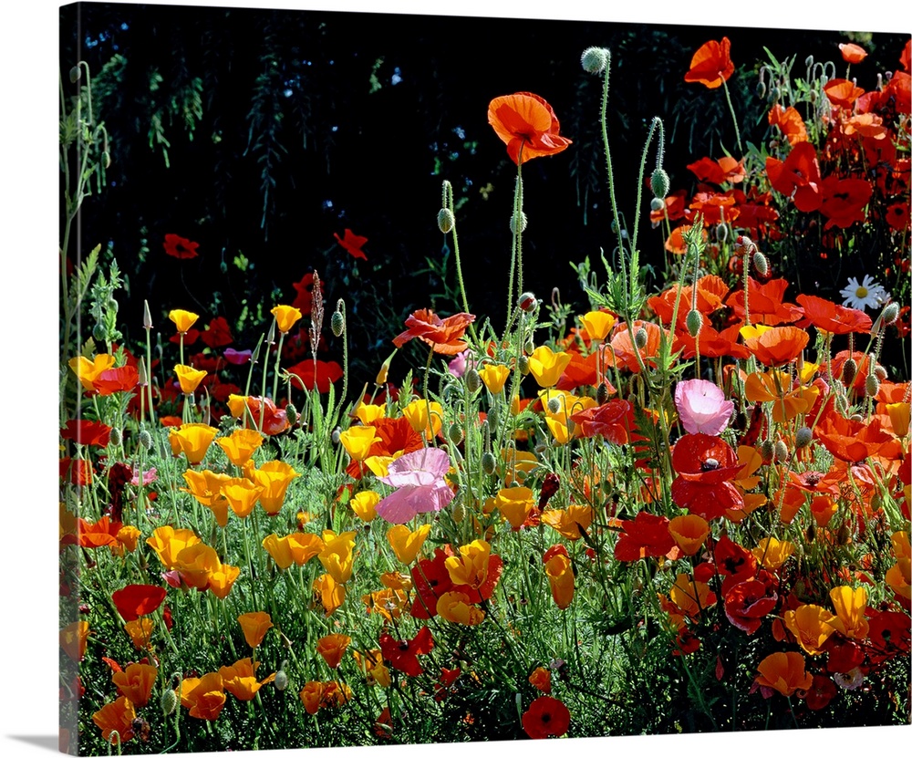 Close up photograph of poppies growing on the west coast.