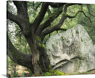 California, Granite boulder, Canyon oak
