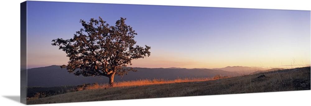 California, Humboldt Country, View of a lone Oak tree at dusk