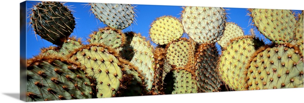 California, Joshua Tree National Park, Close-up of Prickly Pear Cactus