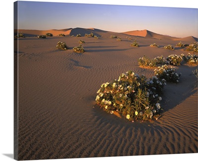 California, Mojave Desert, Dune primrose