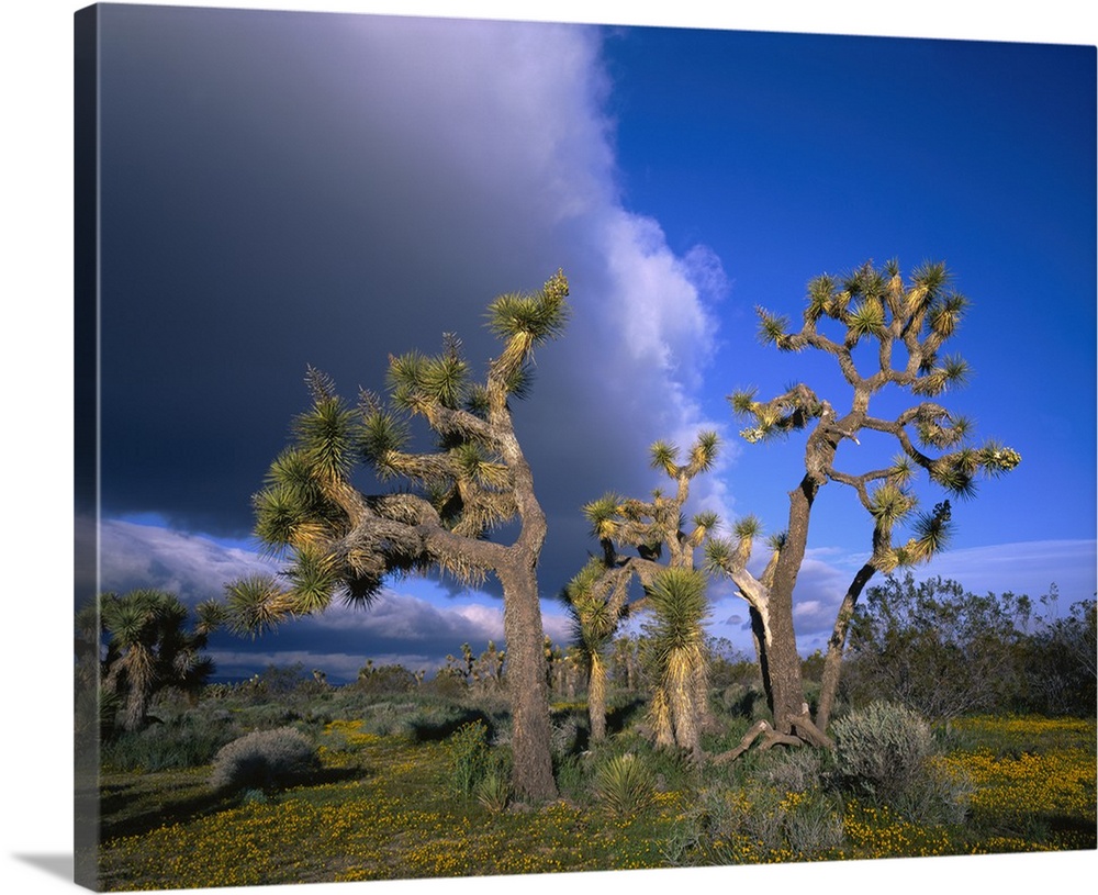 California, Mojave Desert, Joshua tree