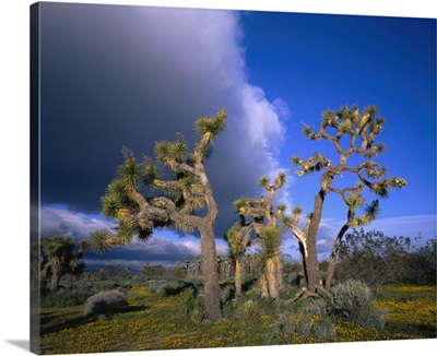 California, Mojave Desert, Joshua tree