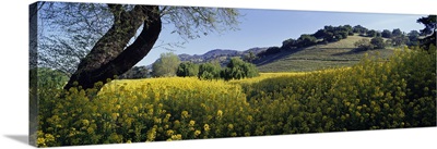 California, Napa Valley, Mustard flowers in a field