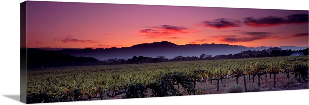 Panoramic photograph of a vineyard with mountains and a sunset in the background.