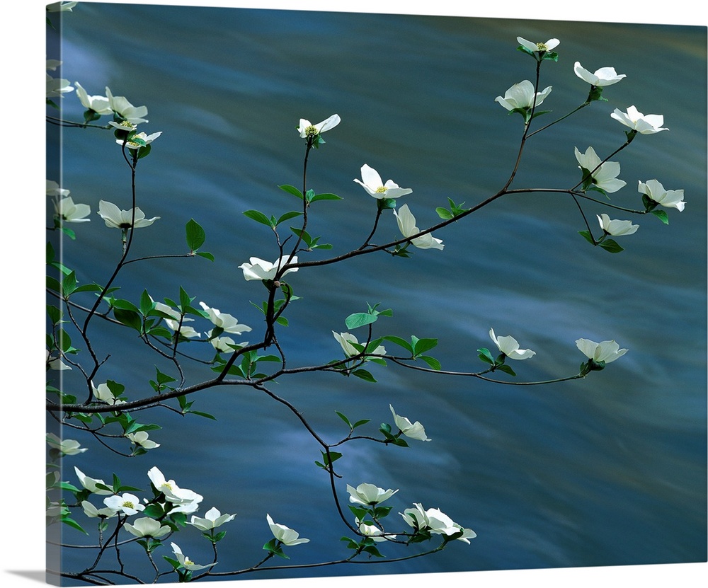 This photographic wall art for the home or office captures west coast floral blossoms on tree branch in spring.