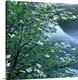 image thumbnail of Square photo of dogwood blossoms with water rushing in the background.