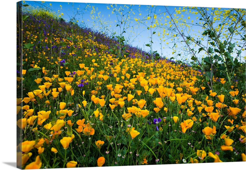 California poppies (Eschscholzia californica) and Canterbury bells (Campanula medium) wildflowers growing in a field, Diam...