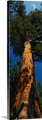 California, redwood, Grizzly Giant