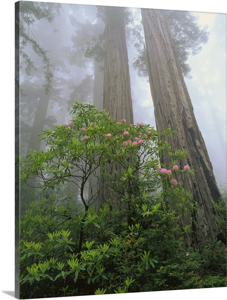 The trunks of redwood trees are photographed with thick foliage growing in front of them. A layer of fog is pictured behin...