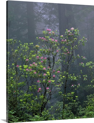 California, Redwood trees, Rhododendron flowers in the forest