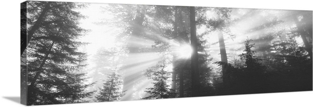 Black-and-white panoramic photo of sunlight shining through the trees in the Redwood forest in California.