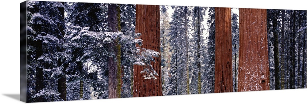 California, Sequoia National Park