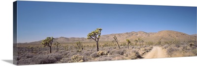 California, Sierra Nevada, Alabama Hills, Road passing through an arid landscape