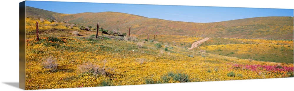 California, View of a road running through fields