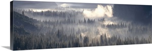 California, Yosemite National Park, Fog over the forest image thumbnail