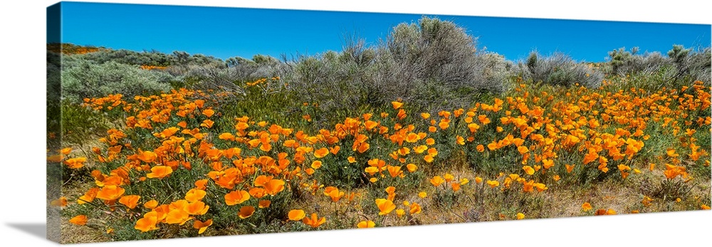 Californian poppy (eschscholzia californica) wildflowers in a field, antelope valley california poppy reserve, antelope va...