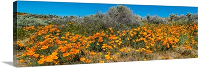 Californian Poppy Wildflowers In A Field, Antelope Valley, Los Angeles, California