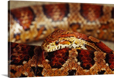 Calilfornia Corn Snake (Elaphe Guttata)