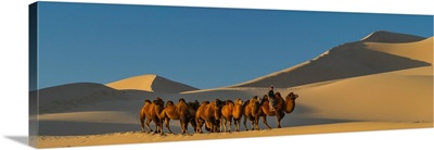 Camel caravan in a desert, Gobi Desert, Independent Mongolia