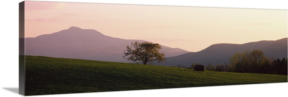Panoramic picture of a lone tree standing in the middle of a rolling hill field at the base of New England mountains.
