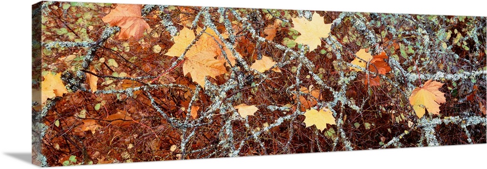 Canada, British Columbia, Close-up of Maple Leaves