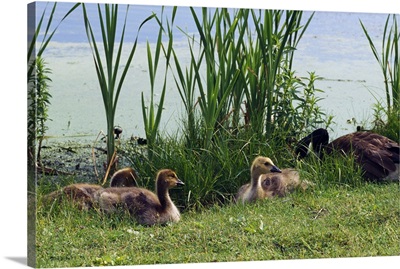 Canada geese (Branta canadensis) and goslings at the edge of pond, New York