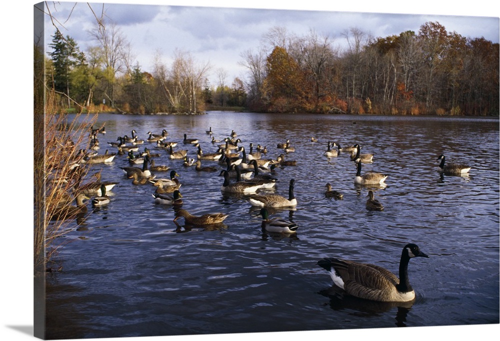 Canada geese (Branta canadensis) and mallard ducks (Anas platyrhynchos) swimming on pond, New York
