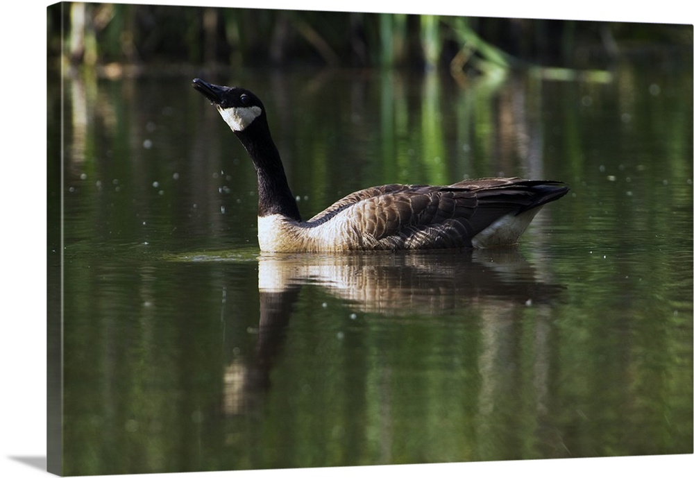Canada goose floating in pond, water reflection.