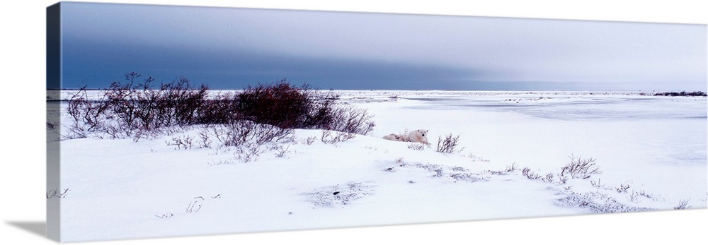 Canada, Manitoba, View of resting Polar Bears in the snow