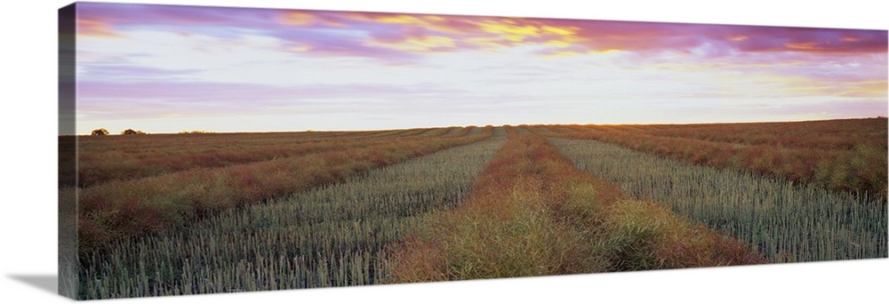 Canola crop in a field, Edmonton, Alberta, Canada