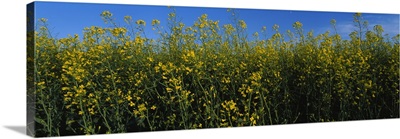 Canola flowers in a field, Edmonton, Alberta, Canada