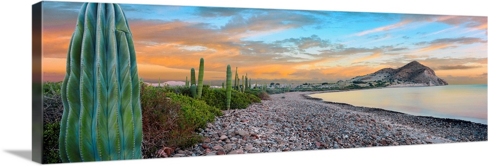 Cardon cacti line along the coast, Bay of Concepcion, Sea of Cortez, Mulege, Baja California Sur, Mexico.