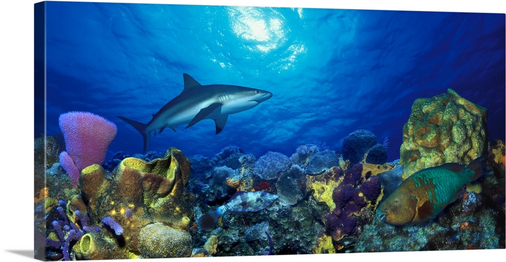Panoramic photograph of underwater sea life including colorful coral reef and fish.