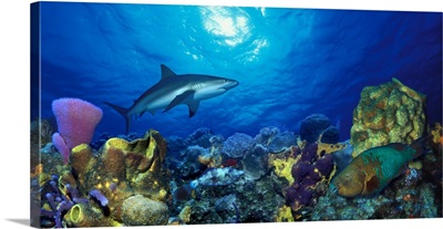 Caribbean Reef shark (Carcharhinus perezi) Rainbow Parrotfish (Scarus guacamaia) in the sea