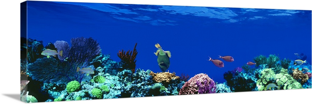 Panoramic photograph of a several tropical fish swimming around a large coral reef beneath deep blue waters in the Caribbe...