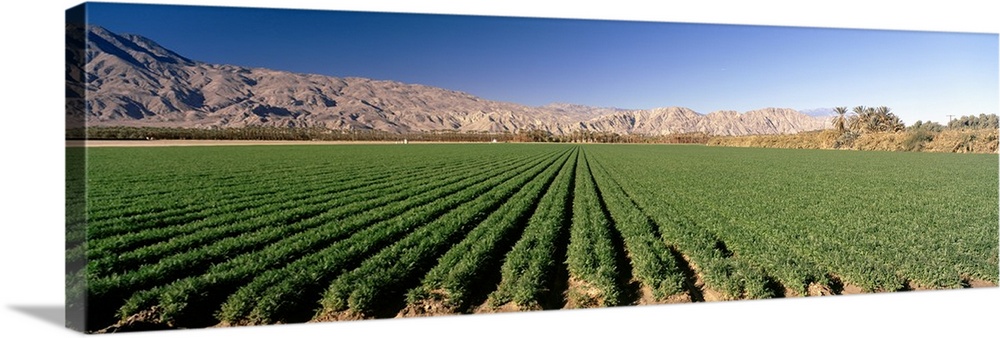 Carrot crops in a field, Indio, Coachella Valley, Riverside County, California,