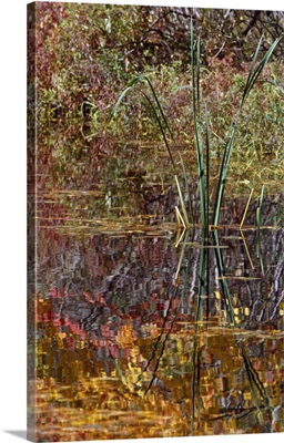 Cattails and autumn color leaves reflected in pond water, New York