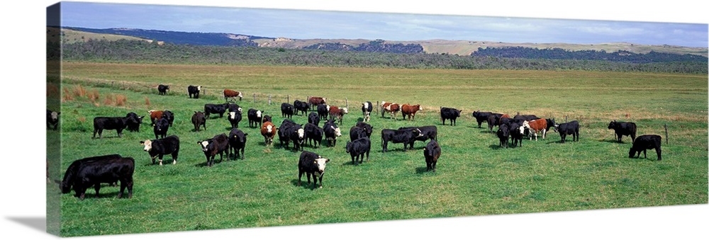 Cattle Graze near Melbourne Victoria Australia