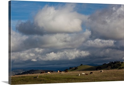 Cattle grazing in a field, Santa Barbara Wine Country, Santa Ynez, California