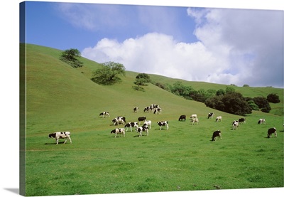 Cattle grazing on a field, Novato, Marin County, California