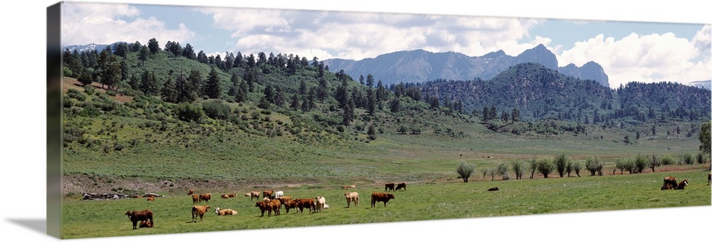 Cattle Grazing US 84 At Chromo Colorado