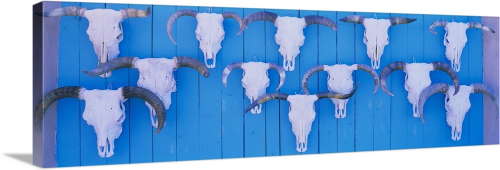 Cattle skulls on wooden planks, Taos, New Mexico