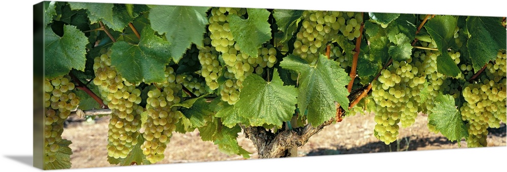 Panoramic shaped wall art for wine aficionados, wine shops, or vineyards this long wall hanging is a close up photograph o...