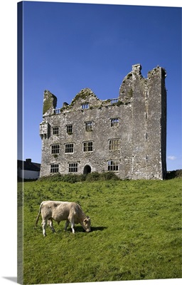 Charolais Calf by 15th Century Leamanagh Castle, The Burren, County Clare, Ireland