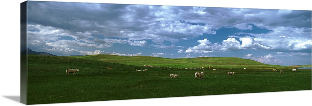 Charolais cattle's grazing in a field, Rocky Mountains, Montana