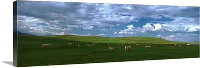 Charolais cattle's grazing in a field, Rocky Mountains, Montana