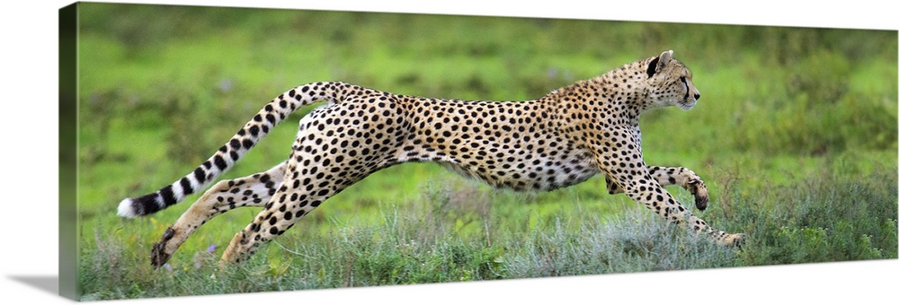 Cheetah (Acinonyx jubatus) hunting, Ndutu, Ngorongoro Conservation Area, Tanzania