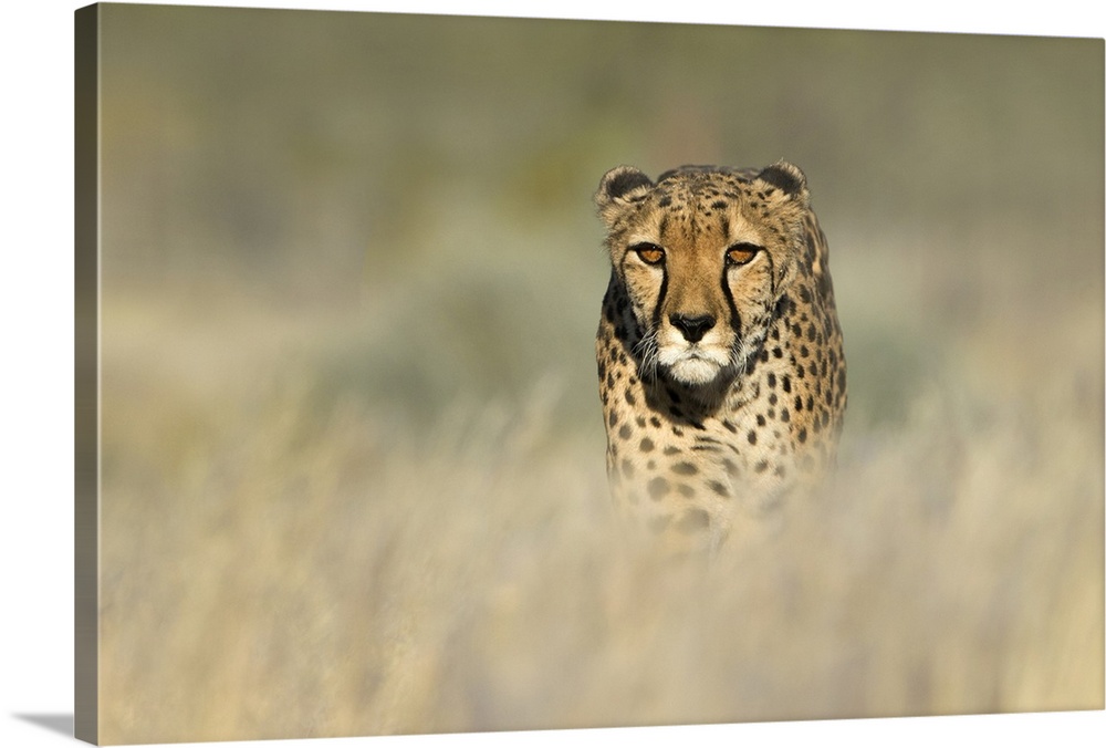 Cheetah (Acinonyx jubatus) in a field, Etosha National Park, Namibia